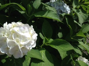 6月20日